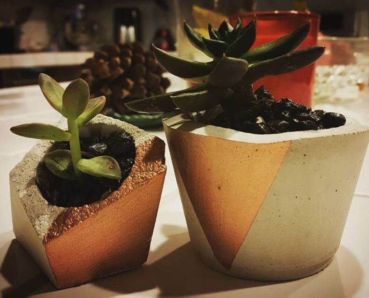 Succulents in Concrete and Copper